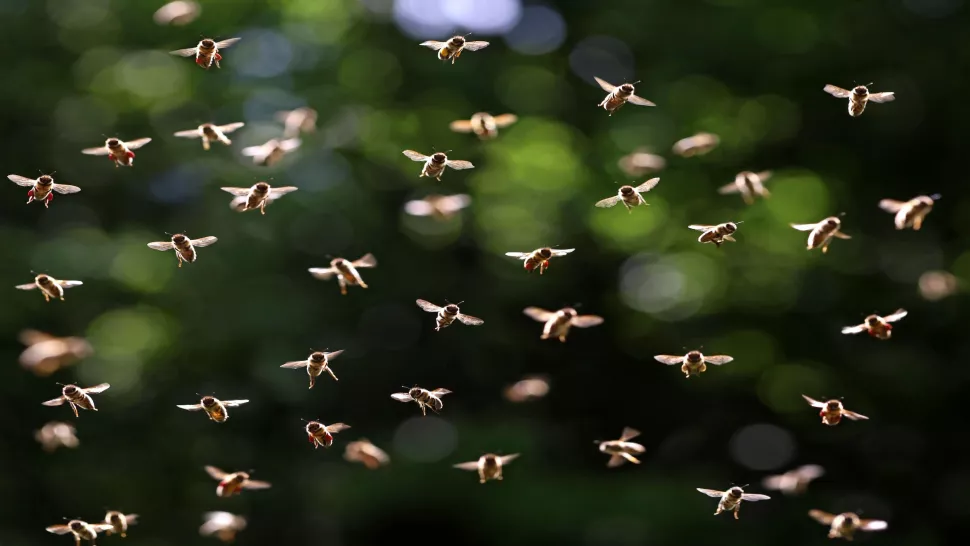 A frontal view of a bee swarm. Image credit Andreas Hauslbetz Sahiel.gr