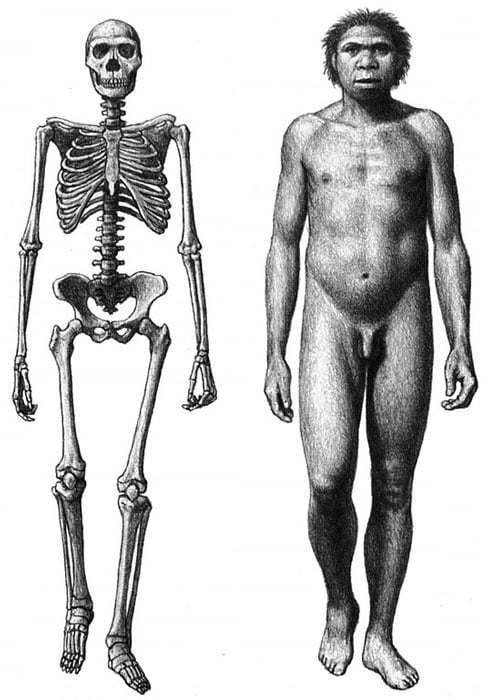 Skeleton 7 Sahiel.gr